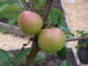 040623 sops of wine.jpg (77760 bytes)